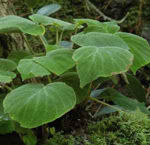 B. imperialis var. smaragdina